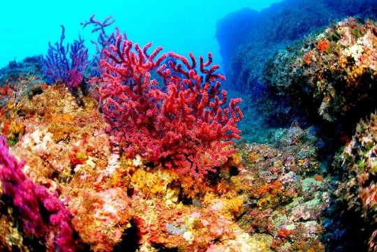Resultado de imagen de imagenes de arrecife de coral