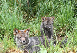 Estudian en Valdivia la metodología para la conservación del  zorro de Darwin