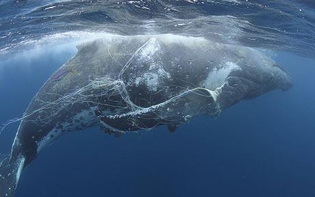 Reunión internacional sobre las ballenas debatirá creación de santuario en el Atlántico Sur