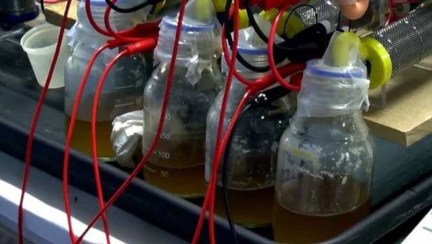 ¿Adiós a los cargadores? Celulares podrían cargarse con orina según estudio