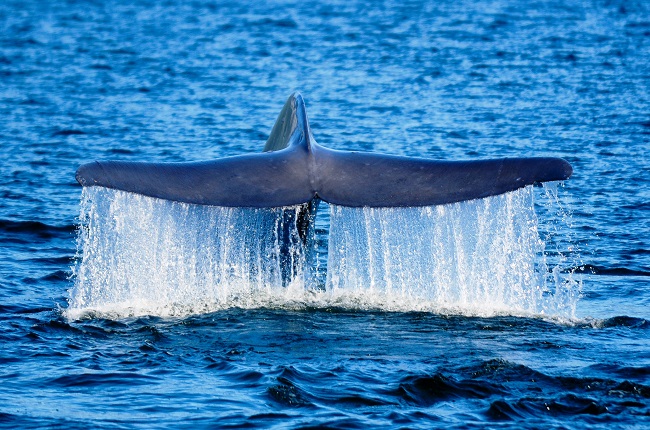 Comisión de Zonas Extrema de Cámara de Diputados debatirá polémico programa de Japón por caza de ballenas