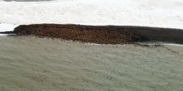 Científicos fotografían a 10 mil morsas buscando refugio en Alaska por deshielo