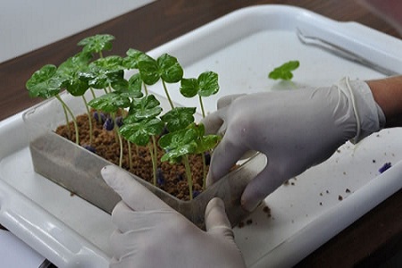 Crean red nacional de bancos de semillas para proteger patrimonio vegetal