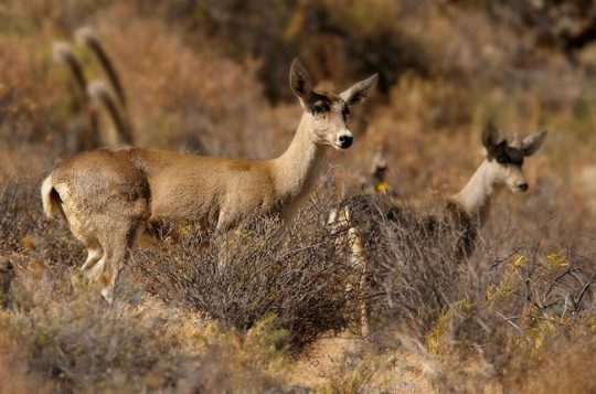 Arica y Parinacota crean la caracterización de especies más completa del país