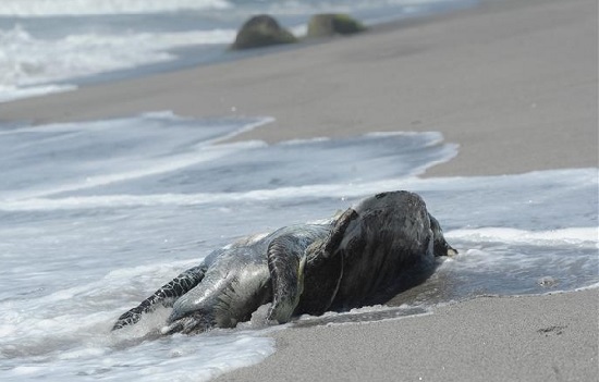 Más de 200 tortugas han muerto en El Salvador por envenenamiento con algas tóxicas