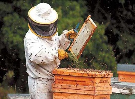 El plan para proteger a las abejas en extinción en Chile