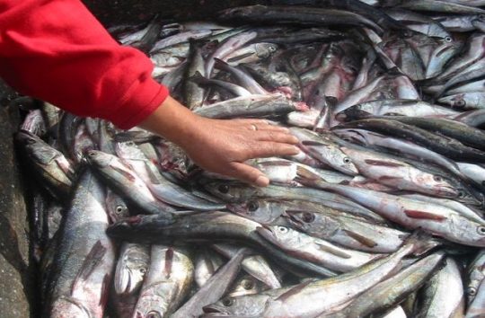 Ambientalistas advierten: ‘Si continúa pesca indiscriminada, a la merluza no le quedan más de 10 años en Chile’