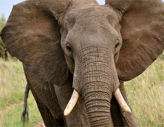 Sistema de Información Geográfica para asegurar el futuro de los elefantes salvajes de África