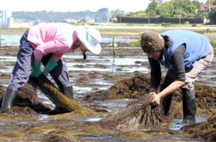 Diputados: Comisión de Pesca aprobó en general proyecto que fomenta el cultivo de algas