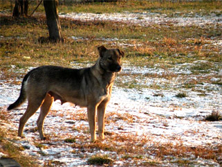 Suspenden decreto que permite caza de perros asilvestrados