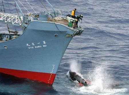 Japón no cesa y buscará reanudar caza de ballenas a fines de este año