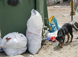 Vecinos de La Serena solicitan apoyo para terminar con basural
