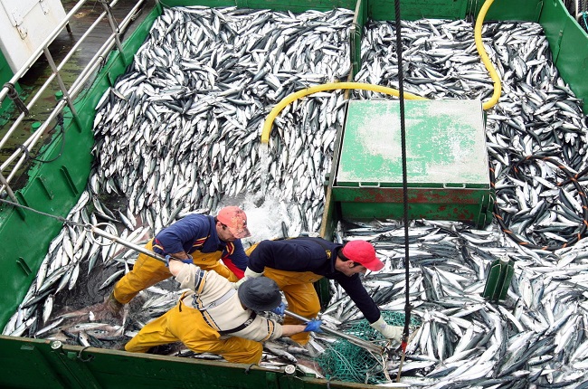 Informe prevé agotamiento de especies por sobreexplotación pesquera