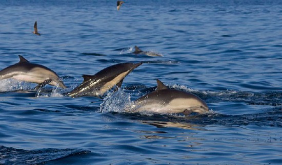 Evalúan fomentar cuidado y generar atracción turística ante alta presencia de delfines en Arica