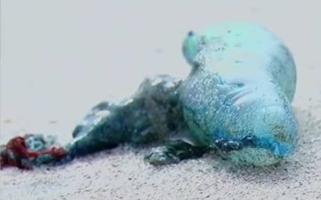 Seremi de Salud ampliaría cierre de playas en Atacama por aumento de medusas venenosas