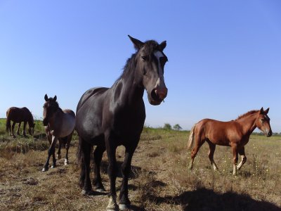 Cauquenes: Instalarán chips a 2.100 caballos para prevenir abigeato