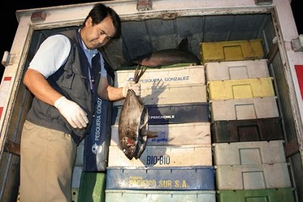 Sernapesca incauta casi 14 toneladas de merluza ilegal en operativos interregionales