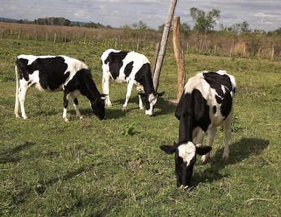 Investigadores colombianos proponen dietas para que vacas bajen emisiones de metano