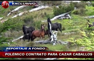 Caza de caballos en Tierra del Fuego genera encendido debate en redes sociales