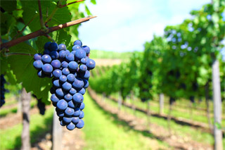 Especialista advierte a viñas sobre uso excesivo de pesticidas