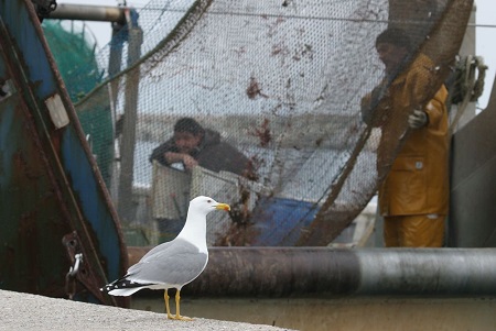 Cerca de un centenar de aves marinas murieron ahogadas en redes de pesca en zona de Arica