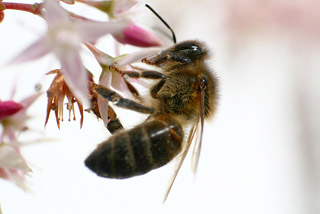 Solicitan al Ministerio de Agricultura medidas fitosanitarias para proteger las abejas