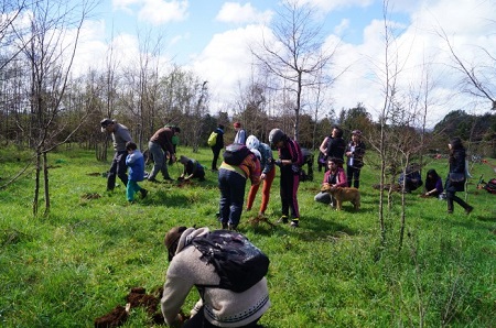 Plan de restauración: Durante agosto plantaron más de 3 mil árboles en Humedal de Angachilla