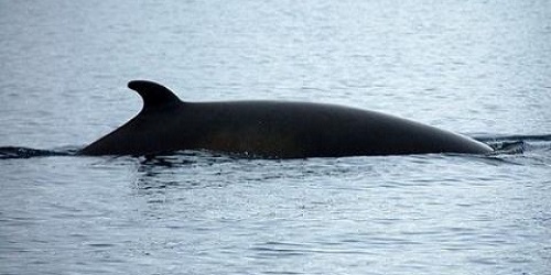 Japón ante Comisión Ballenera Internacional: ‘No utilizamos el muestreo letal en ballenas con fines comerciales’