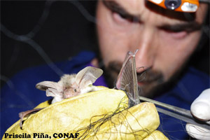 Registran una nueva especie de murciélago para Chile