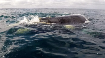 Continúa frente a Pichilemu búsqueda de ballena franca enredada con un cabo de pesca