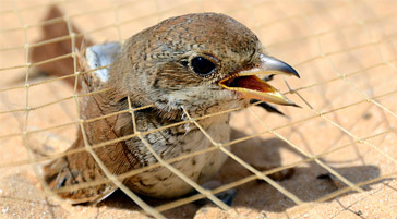Conferencia de Naciones Unidas propone acuerdo para detener la matanza ilegal de aves