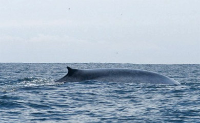 Realizan capacitación sobre avistamiento de ballenas a empresas salmoneras