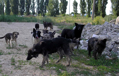 Suspenden decreto que permitía caza de perros asilvestrados