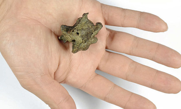 Científicos descubren en Chile fósil de pudú más antiguo de América