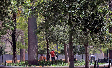 Diputados piden aumentar la cobertura arbórea en espacios públicos de todo Chile