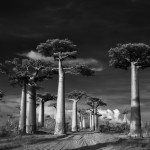 Avenue-of-the-Baobabs