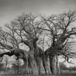 Bufflesdrift-Baobab-2-2-copy