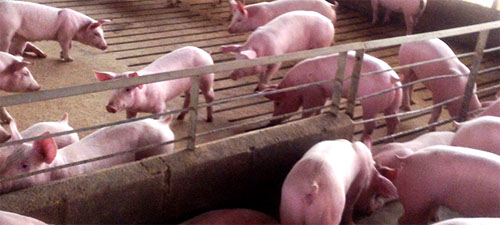 Malos olores: Superintendencia del Medio Ambiente ordena clausura parcial de plantel de cerdos Porkland