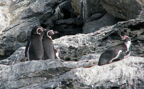 Conaf dio inicio al diseño del Plan Nacional de Conservación del Pingüino de Humboldt