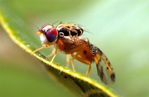 Declaran brote de mosca de la fruta en Iquique