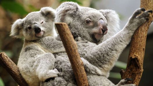 Ministra australiana justifica matanza masiva de koalas: «Estaban condenados a sufrir»
