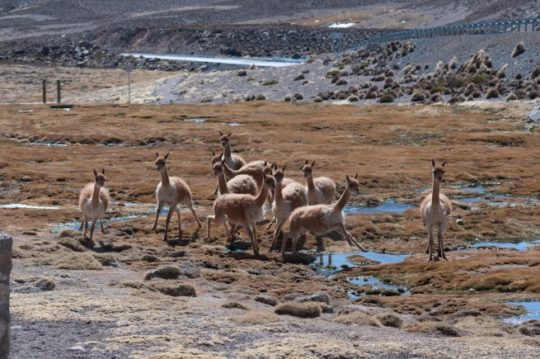 Rompiendo mitos de la Ley SBAP por la urgencia de proteger parques y especies nativas de Chile