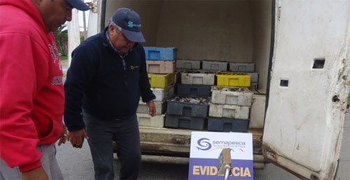 Sernapesca incautó 28 toneladas de merluza ilegal en operativos simultáneos entre Coquimbo y El Maule