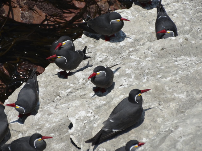 Presentan resultados de estudio sobre aves marinas de la Península de Mejillones