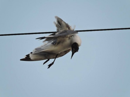 CODEFF denuncia daño de cables del tendido eléctrico a aves migratorias en el Biobío
