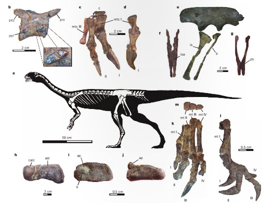 Describen raro dinosaurio descubierto en Chile