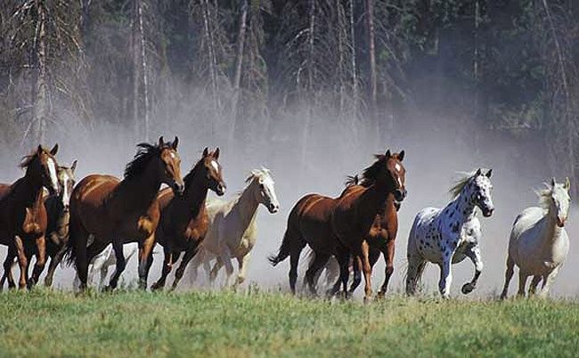 Acuerdo permitirá proteger a más de 5 mil caballos salvajes de Yendegaia en Tierra del Fuego