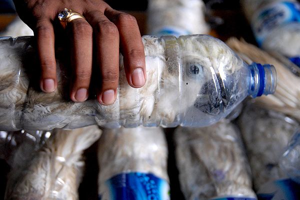 Indonesia: Atrapan a contrabandistas que traficaban cacatúas en botellas de plástico