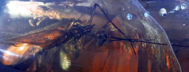Descubren una cucaracha de 100 millones de años que cazaba como la mantis