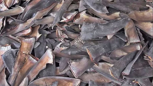 Ecuador decomisó 200.000 aletas de tiburón que iban a Asia
